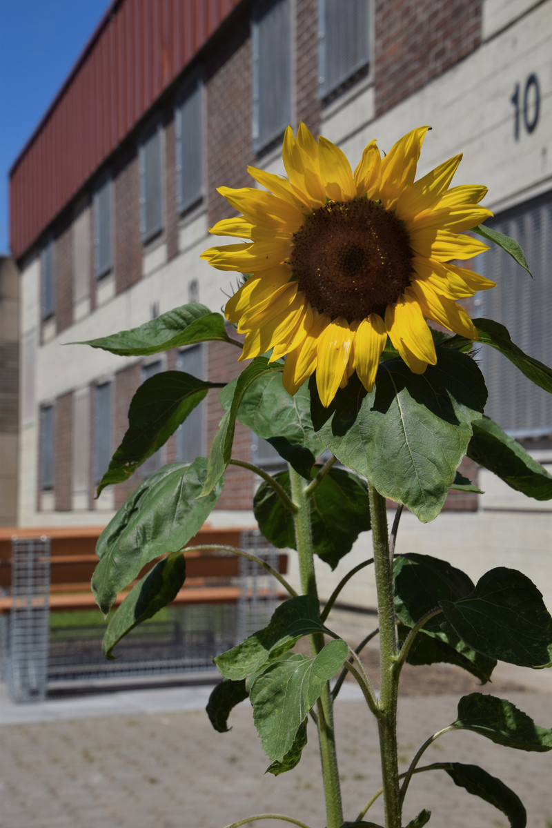 Sonnenblume in der JVA Heinsberg