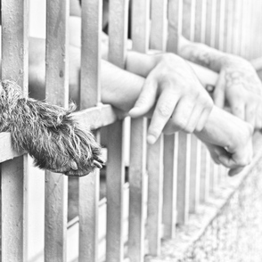 Mehrere Hände und Hundepfote durch Gitter gesteckt